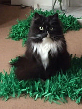 Load image into Gallery viewer, CATMAT Tissue Paper Grass Cat Mat (pack of 2) FREE SHIPPING - Catmats, Tunnels, Springs and Things
