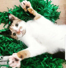 Load image into Gallery viewer, CATMAT Tissue Paper Grass Cat Mat (pack of 2) FREE SHIPPING - Catmats, Tunnels, Springs and Things