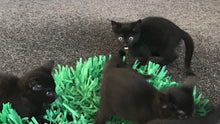 Load image into Gallery viewer, CATMAT Tissue Paper Grass Cat Mat (pack of 2) FREE SHIPPING - Catmats, Tunnels, Springs and Things