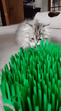 Load image into Gallery viewer, CATMAT Tissue Paper Grass Cat Mat (pack of 2) FREE SHIPPING - Catmats, Tunnels, Springs and Things