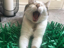 Load image into Gallery viewer, CATMAT Tissue Paper Grass Cat Mat (pack of 2) FREE SHIPPING - Catmats, Tunnels, Springs and Things