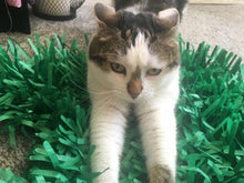 Load image into Gallery viewer, CATMAT Tissue Paper Grass Cat Mat (pack of 2) FREE SHIPPING - Catmats, Tunnels, Springs and Things