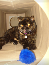 Load image into Gallery viewer, CATMAT Heavy Duty brown paper and card cat tunnel.  1 Metre long.  FREE SHIPPING - Catmats, Tunnels, Springs and Things