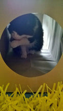Load image into Gallery viewer, CATMAT Heavy Duty brown paper and card cat tunnel.  1 Metre long.  FREE SHIPPING - Catmats, Tunnels, Springs and Things