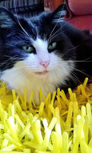 Load image into Gallery viewer, CATMAT YELLOW Tissue Paper Grass Cat Mat (pack of 2) CLEARANCE ADD-ON Item - Catmats, Tunnels, Springs and Things