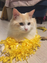 Load image into Gallery viewer, CATMAT YELLOW Tissue Paper Grass Cat Mat (pack of 2) CLEARANCE ADD-ON Item - Catmats, Tunnels, Springs and Things