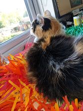 Load image into Gallery viewer, Special &quot;Flame&quot; Red and Orange pack of two tissue paper cat mats
