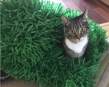 Load image into Gallery viewer, CATMAT Tissue Paper Grass Cat Mat (pack of 2) FREE SHIPPING - Catmats, Tunnels, Springs and Things
