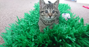 CATMAT Tissue Paper Grass Cat Mat (pack of 2) FREE SHIPPING - Catmats, Tunnels, Springs and Things